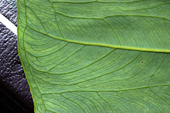 Image of tall elephant's ear