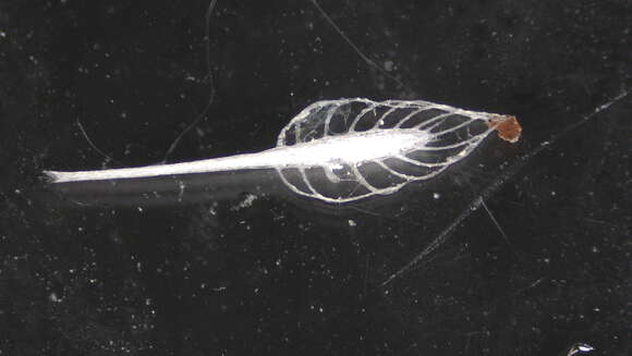 Image of Cladorhizidae