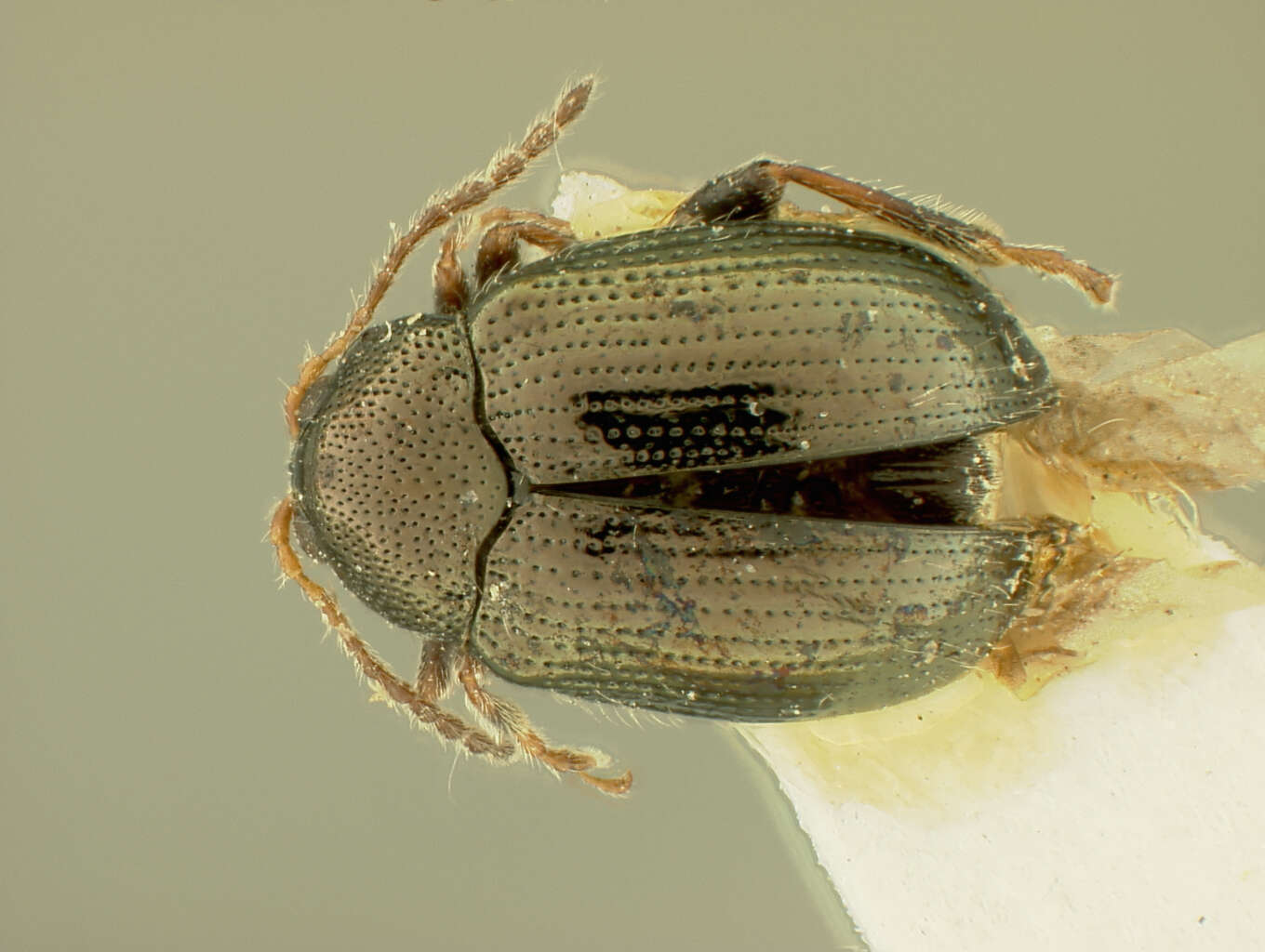 Image of Acallepitrix J. Bechyné 1956