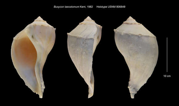 Image de Sinistrofulgur laeostomum (Kent 1982)