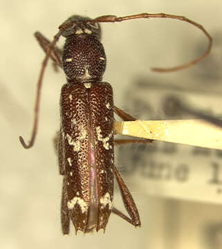 Image of Elaphidion monticola Fisher 1935