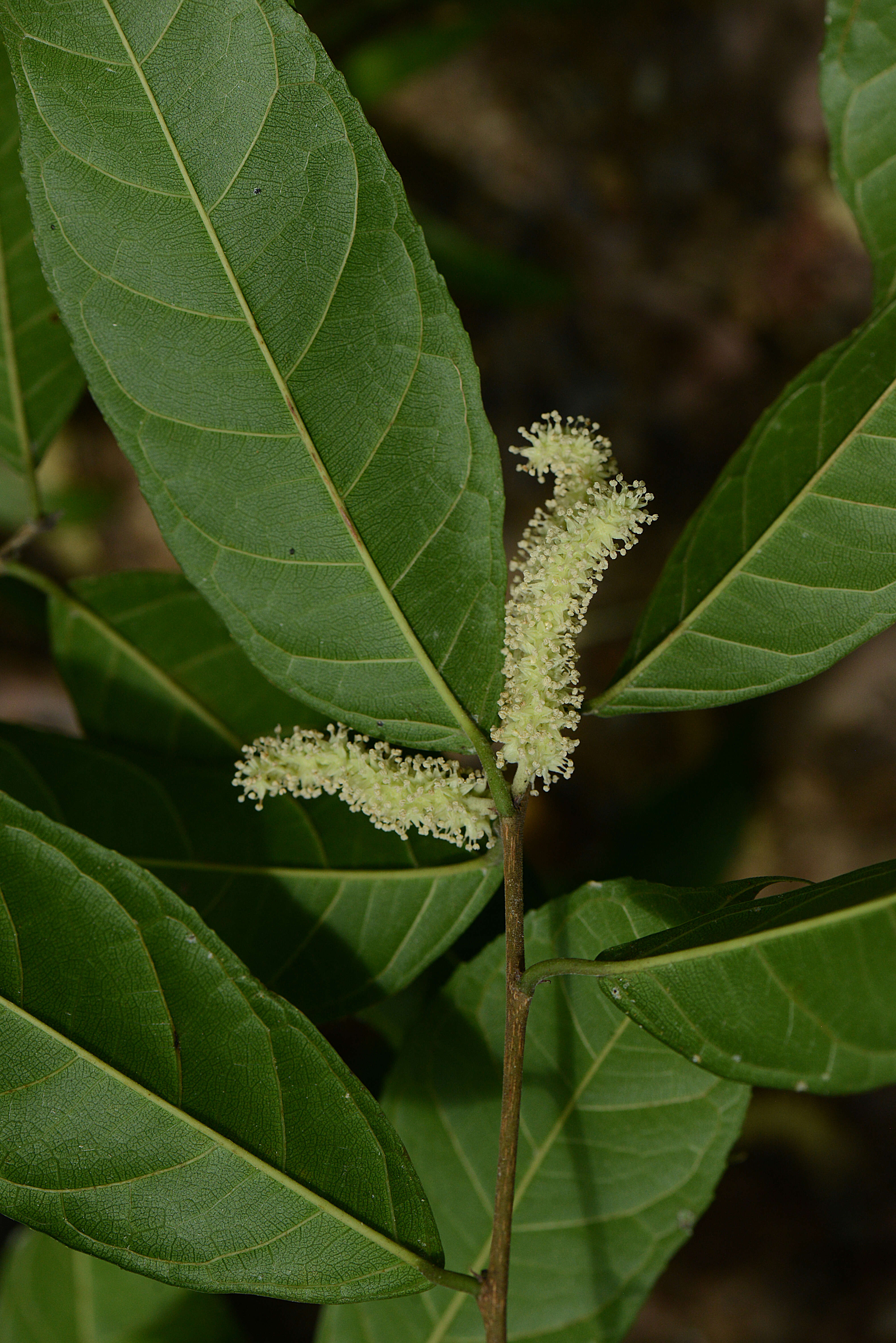 Image of white ramoon