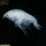 Image of Amphipoda