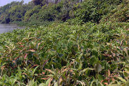 Polygonum acuminatum resmi