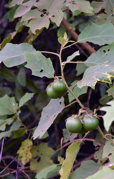 Image of Solanum L.