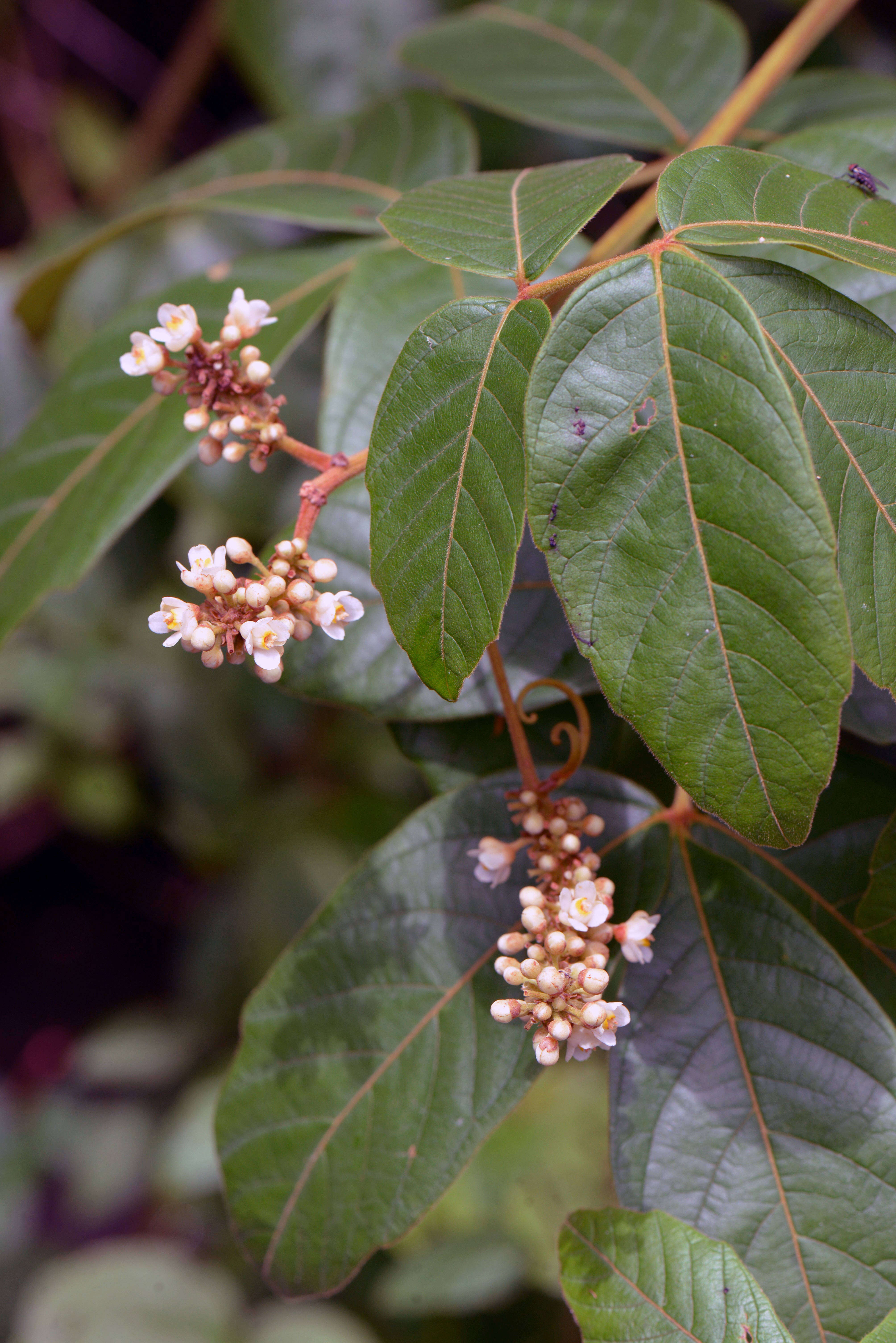 Imagem de Paullinia stellata L. Radlk.