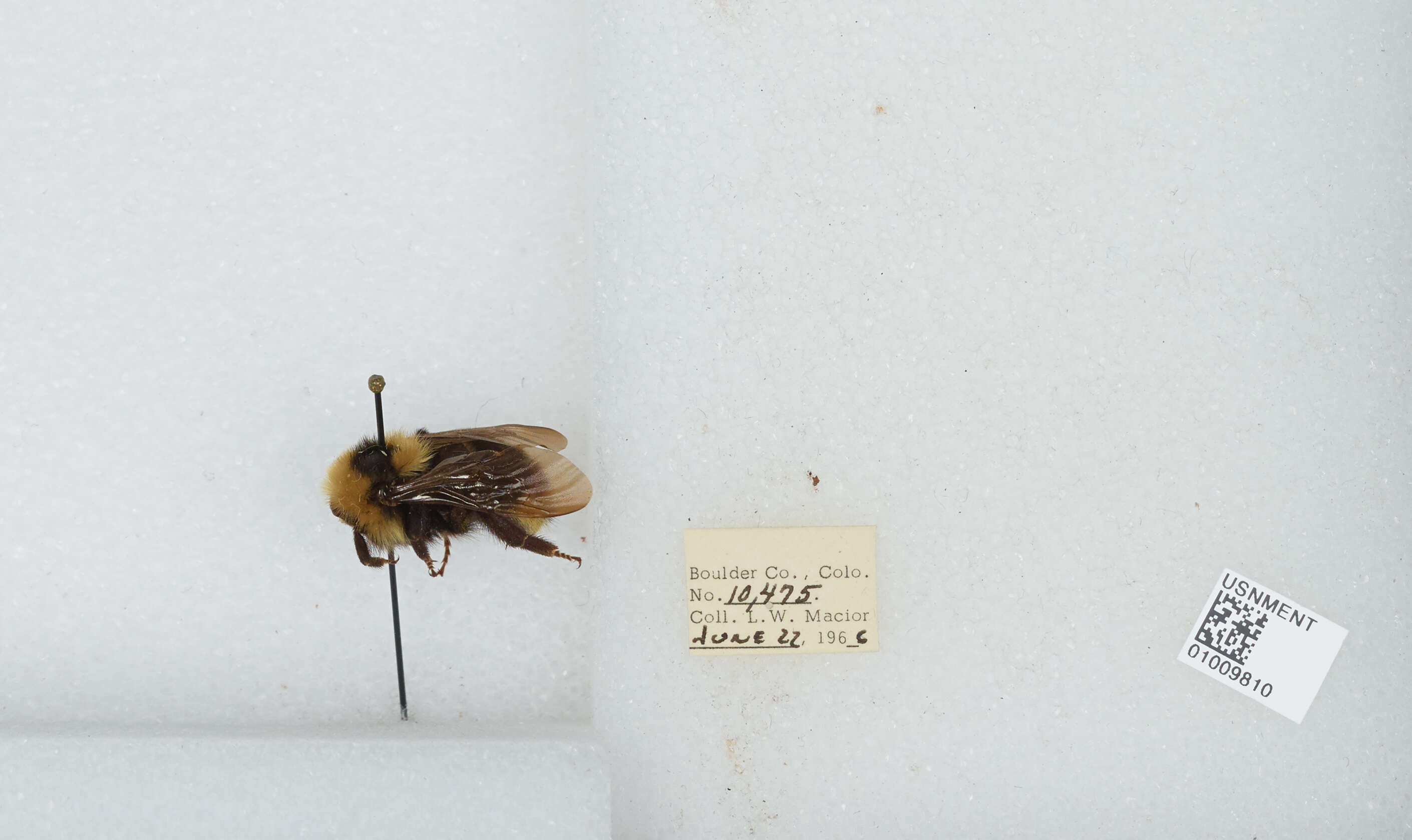 Image de Bombus insularis (Smith 1861)