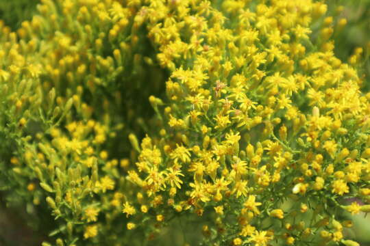 Image of Slender Goldentop