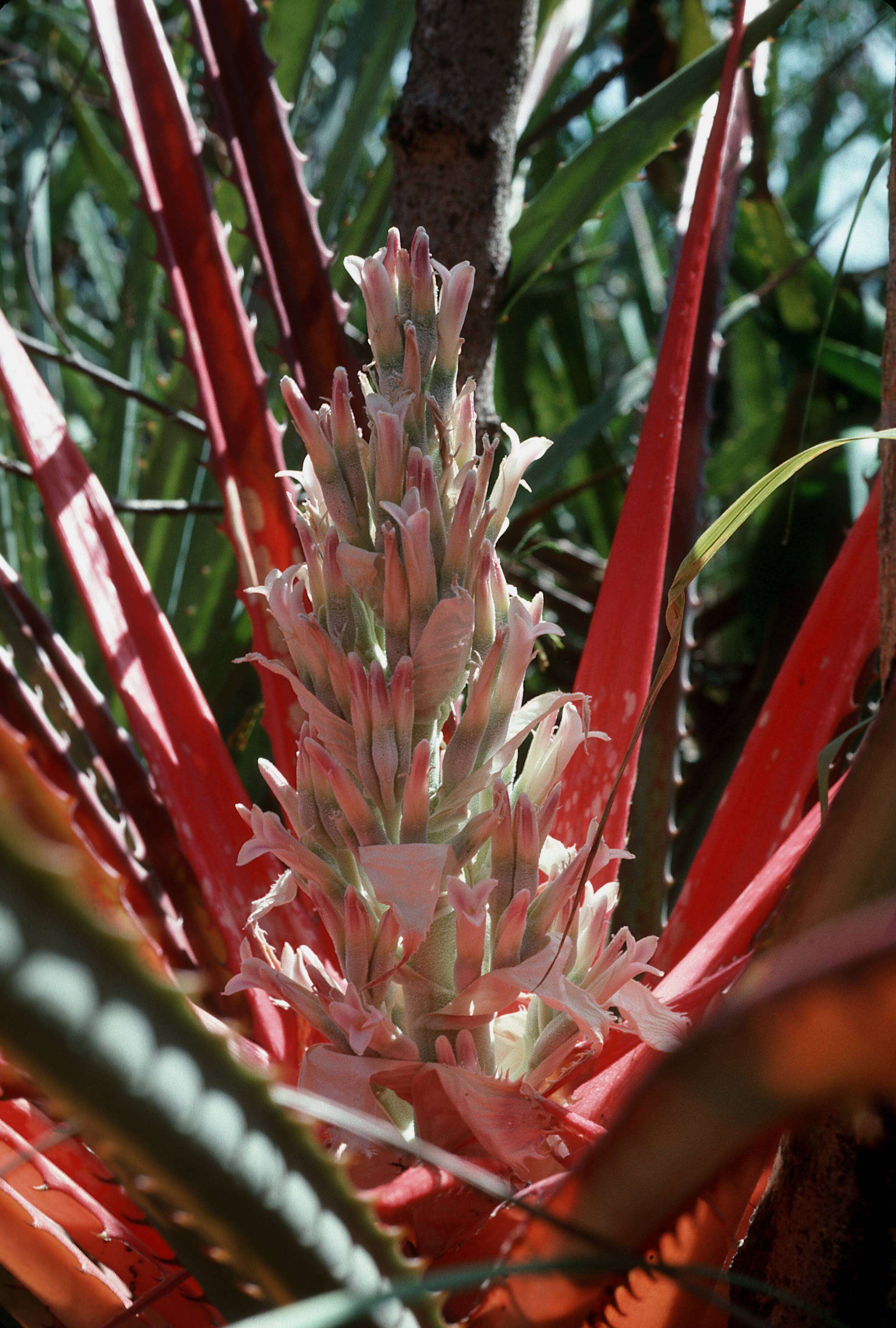 Imagem de Bromelia pinguin L.