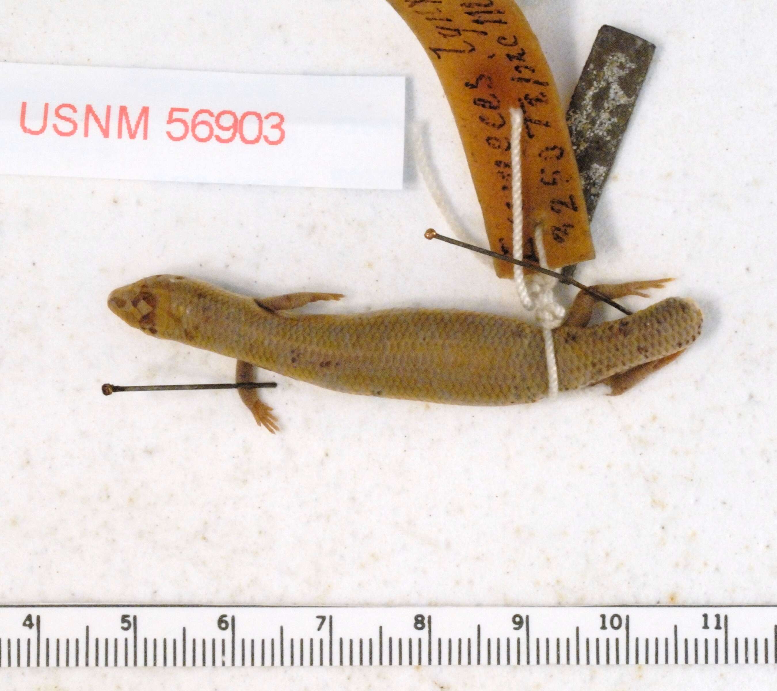 Plestiodon parvulus (Taylor 1933) resmi