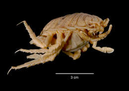 Image of Giant Antarctic isopod