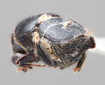 Image of Scolytus excavatus Wood 2007