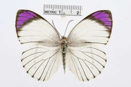 Image of Bushveld Purple Tip