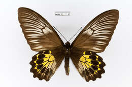 Image of van de Poll’s Birdwing