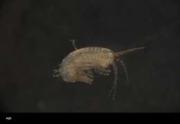 Image of Amphipoda