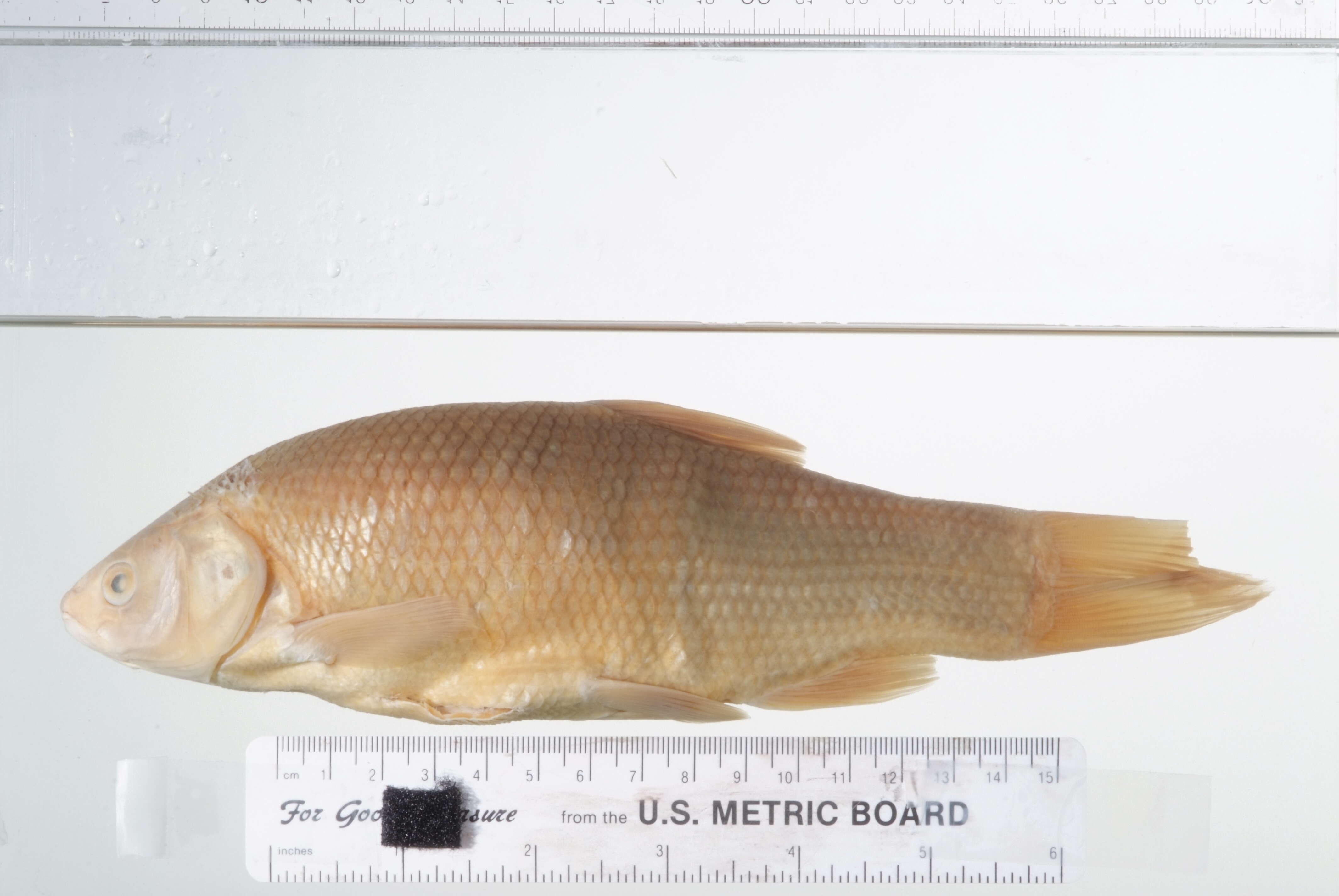 Image of Thicktail Chub
