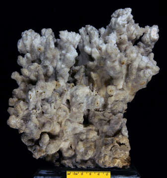 Montipora hispida (Dana 1846)的圖片