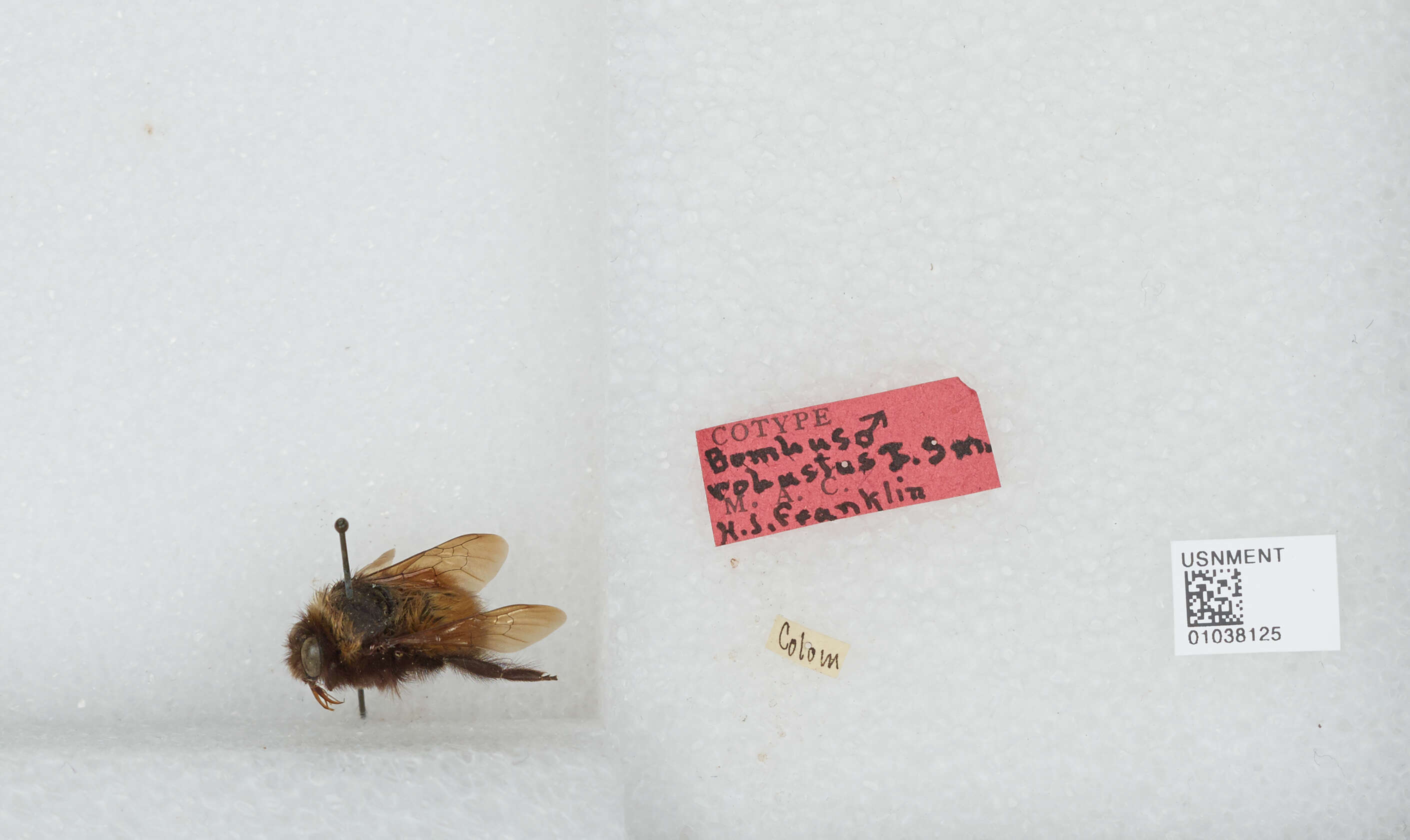 Image of Bombus robustus Smith 1854