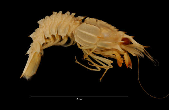 Image of Glyphocrangon aculeata A. Milne-Edwards 1881