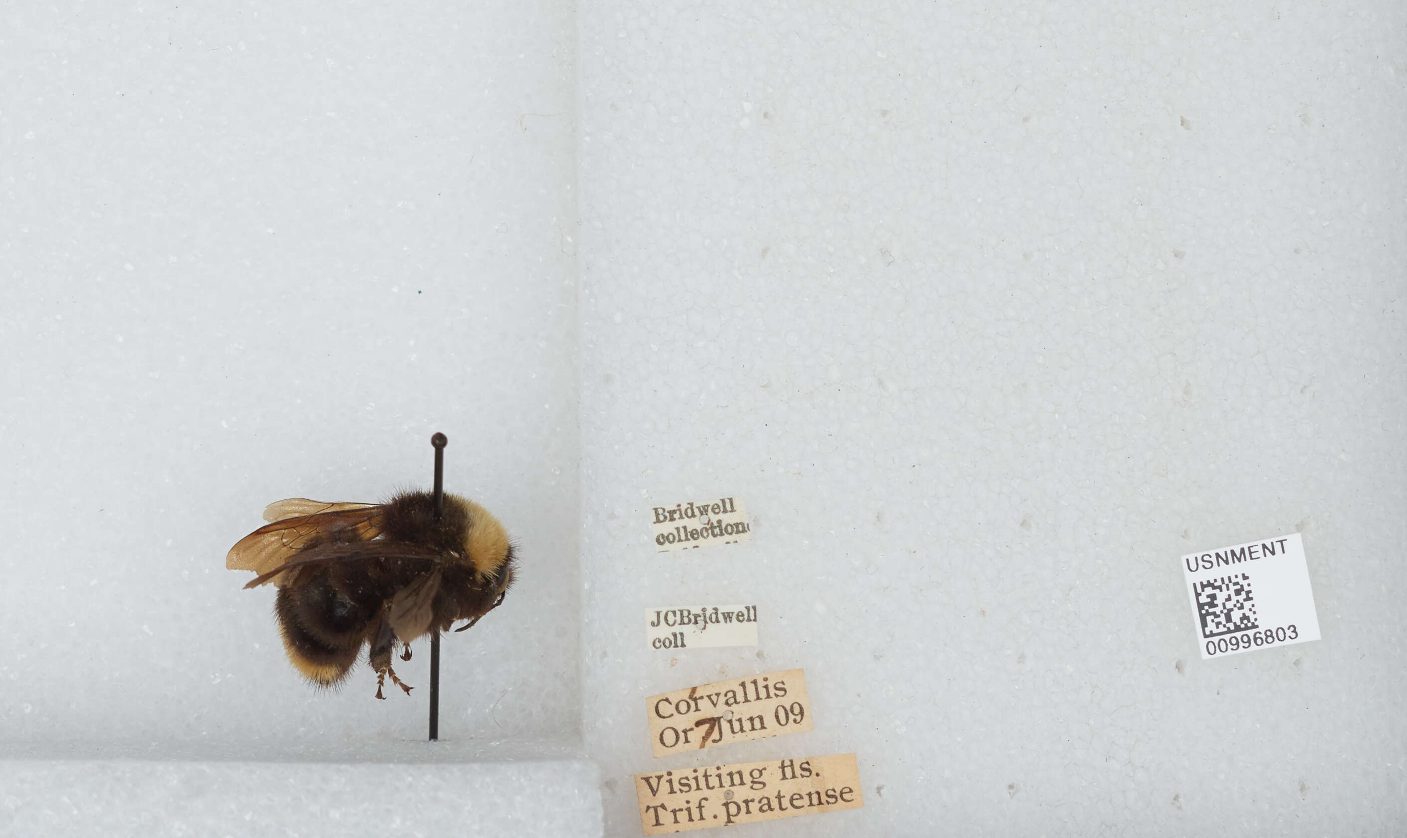 Imagem de Bombus californicus Smith 1854