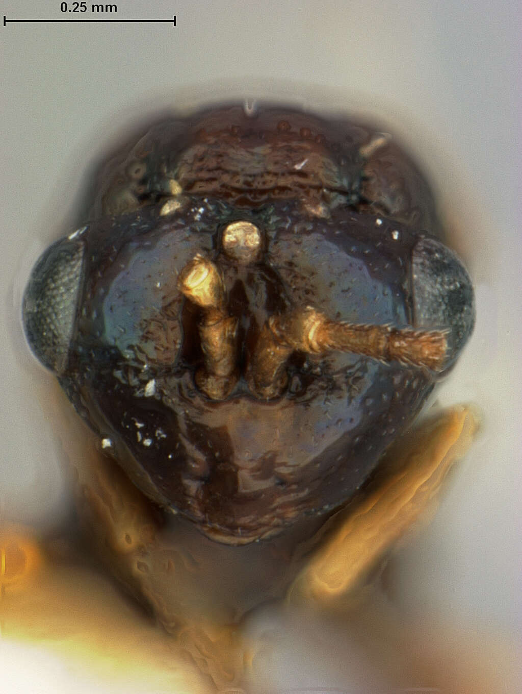 Image of Pseudometagea schwarzii (Ashmead 1892)