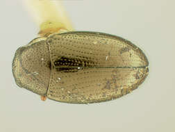 Image of Chaetocnema acuminata R. White 1996