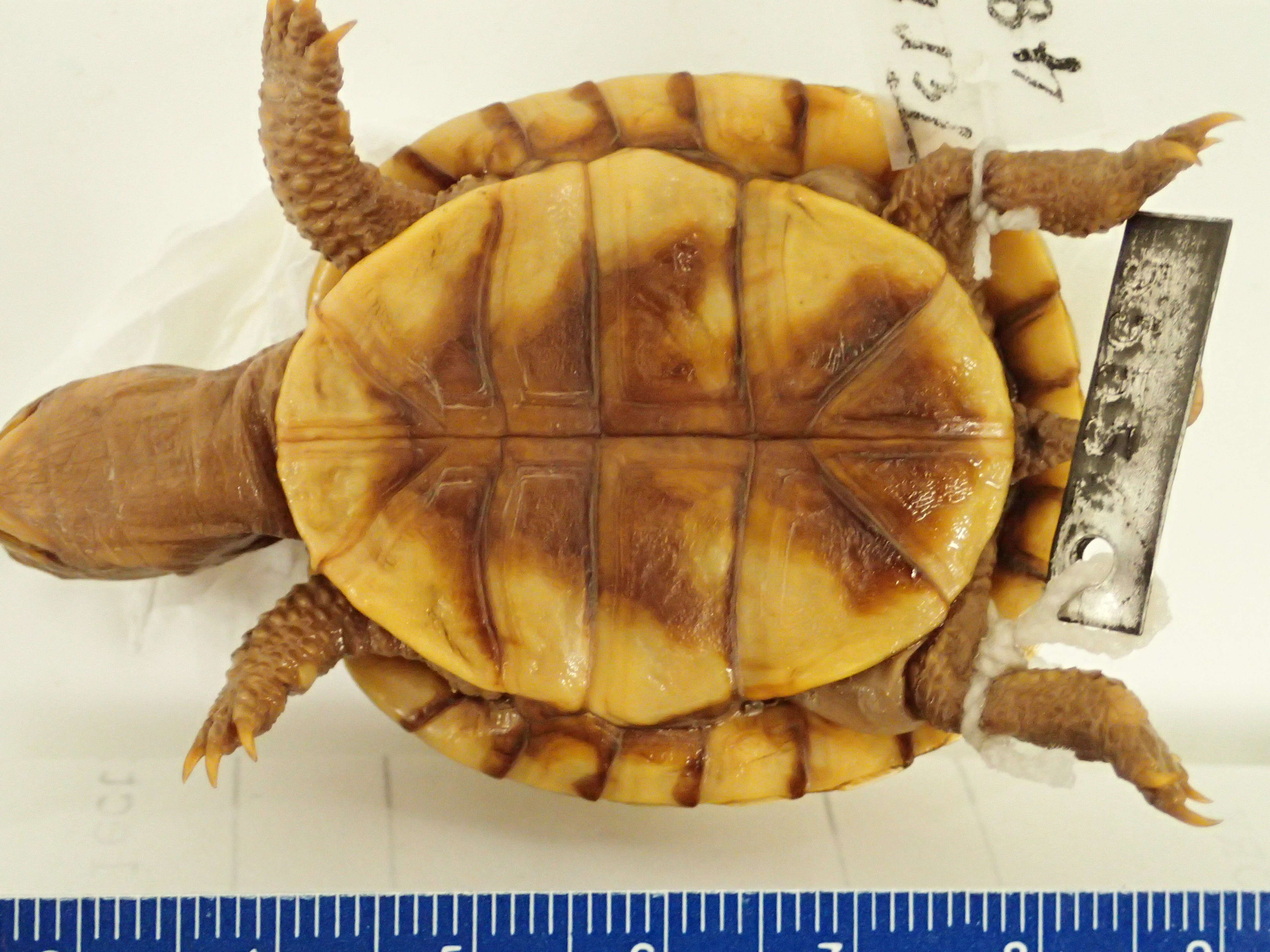 Image of American Box Turtle