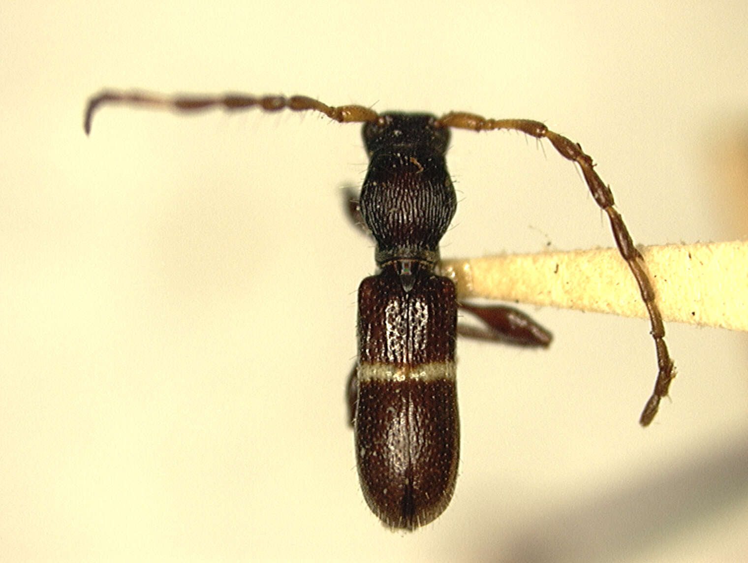 Image of Tetranodus angulicollis Chemsak 1969