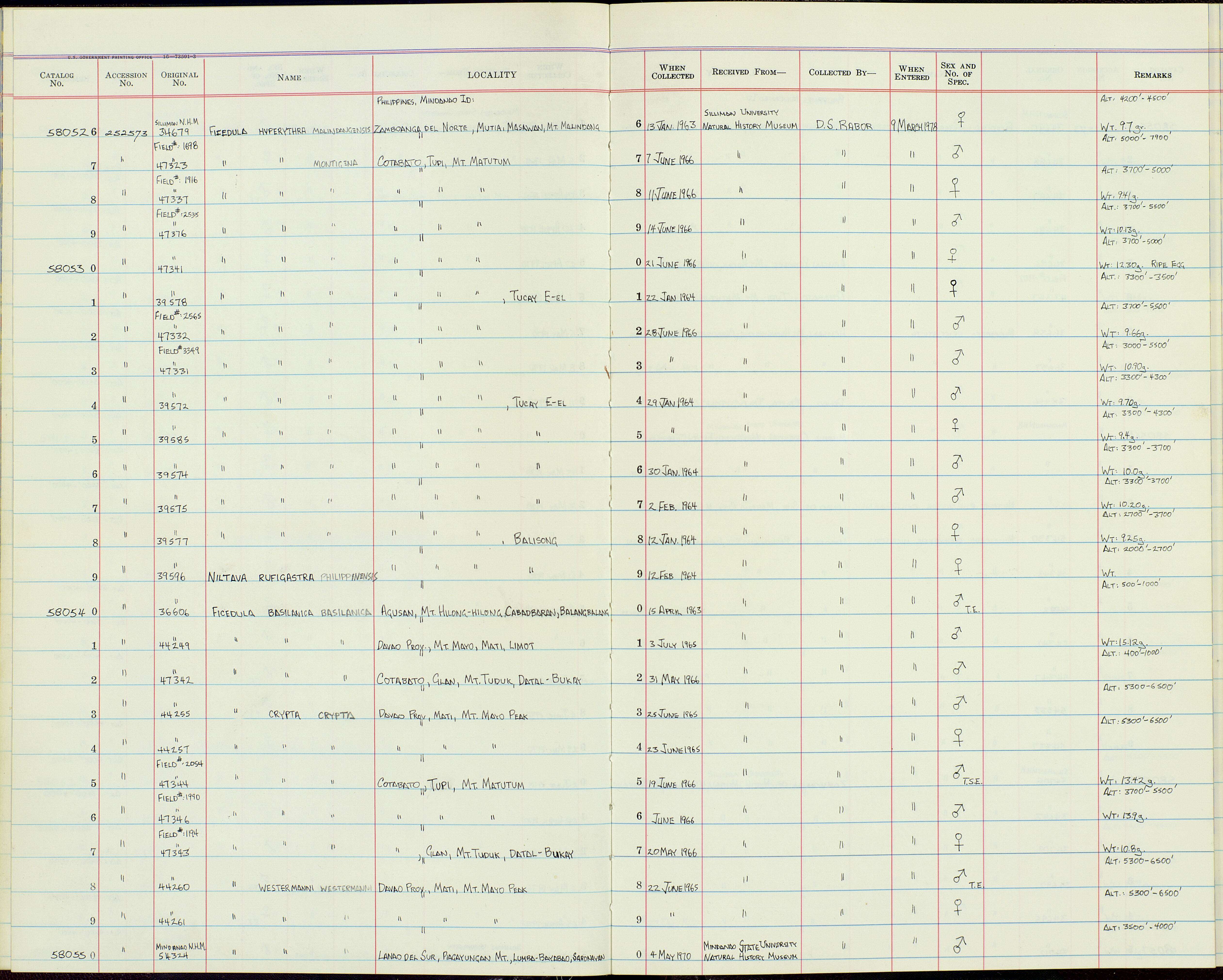 Plancia ëd Ficedula bonthaina (Hartert 1896)