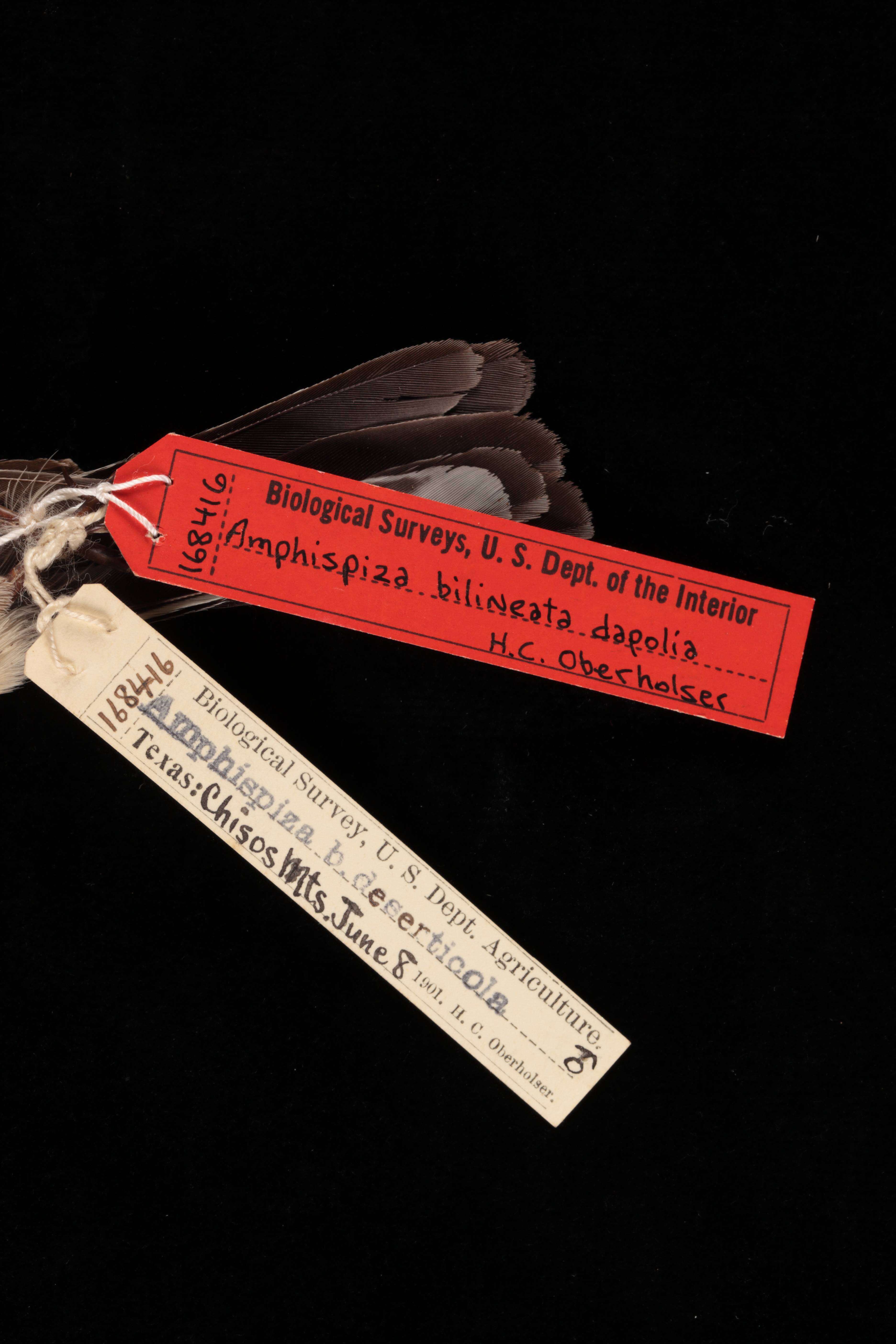 Image of Amphispiza bilineata opuntia Burleigh & Lowery 1939
