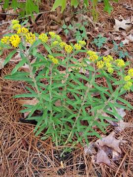 Imagem de Asclepias tuberosa subsp. rolfsii (Britt. ex Vail) Woods.