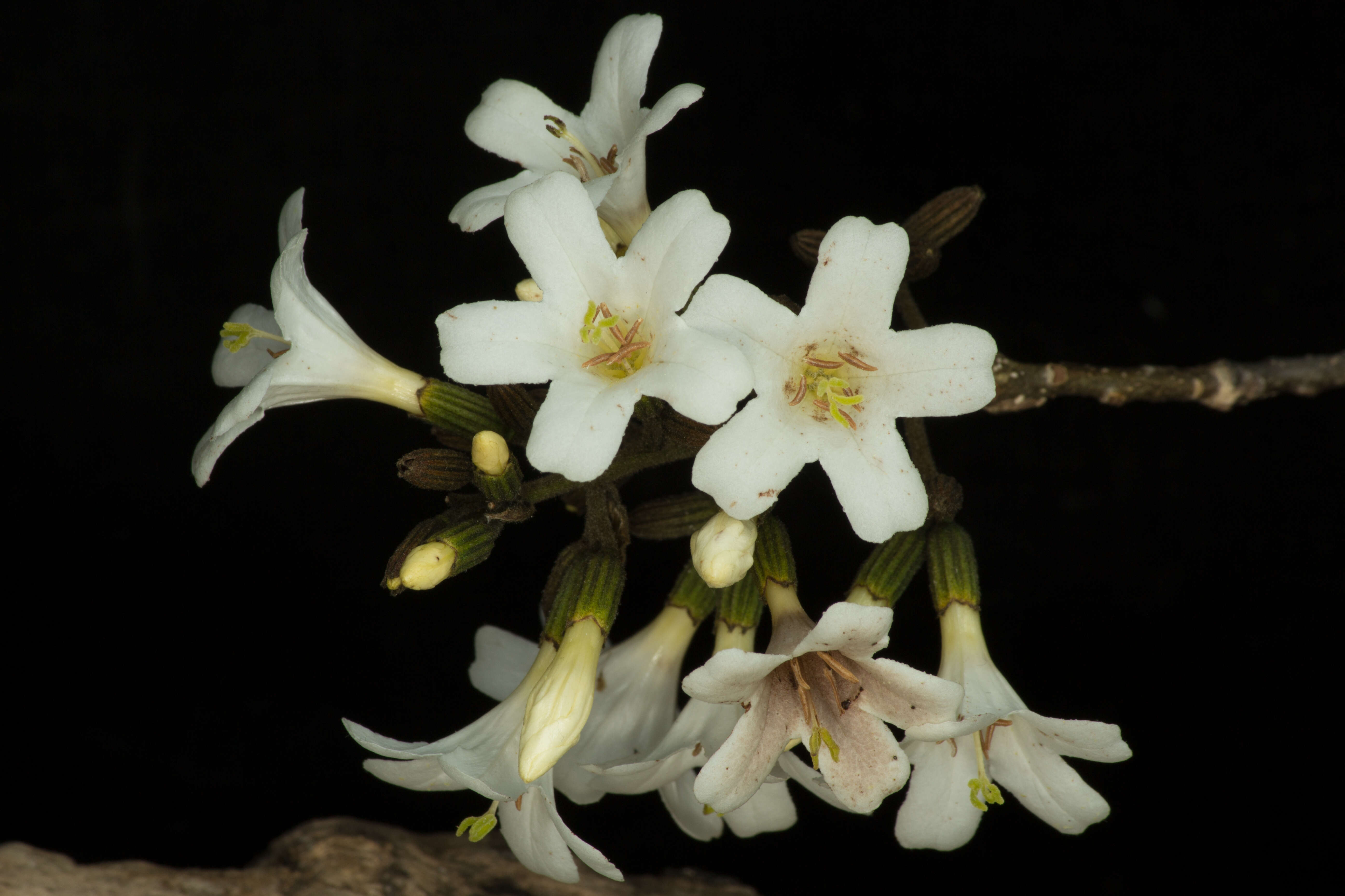 Image de Cordia gerascanthus L.