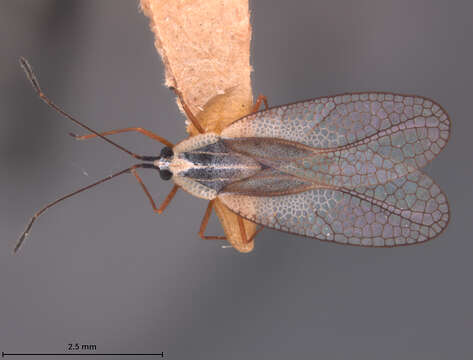 Image of Leptodictya (Hanuala) williamsi Drake 1928