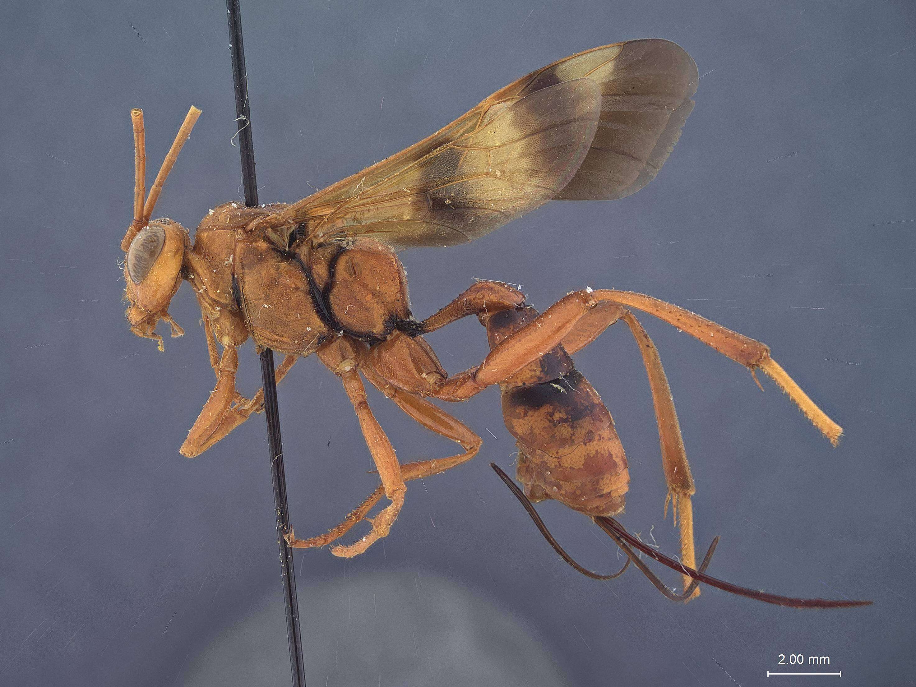 Image of Compsocryptus pallens Townes 1962