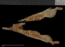 Image of Sundasciurus subgen. Sundasciurus Moore 1958