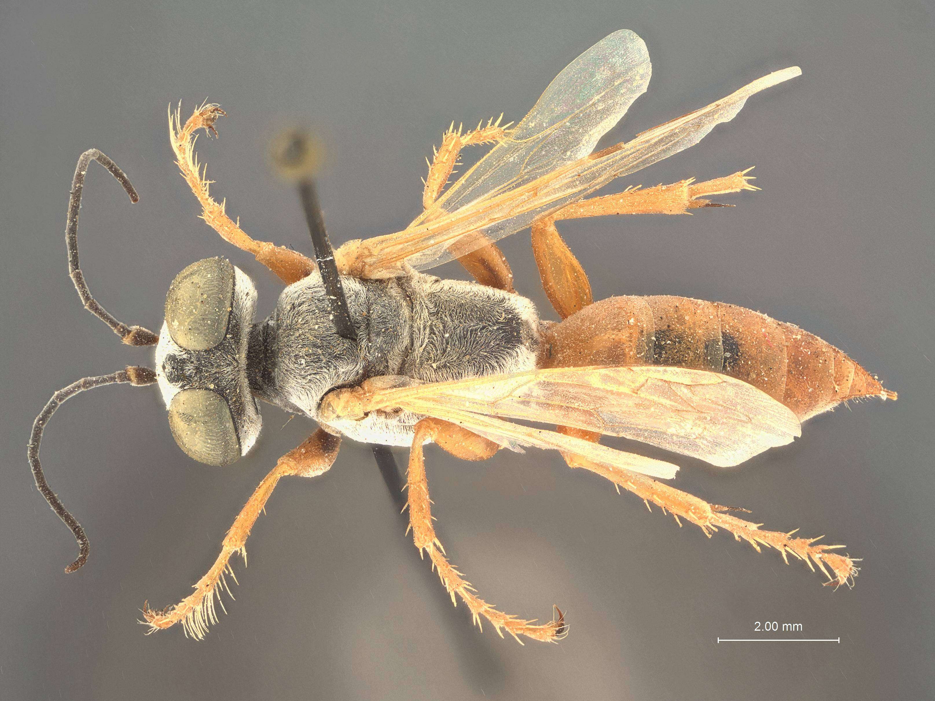 Image of Tachysphex longipalpis de Beaumont 1940