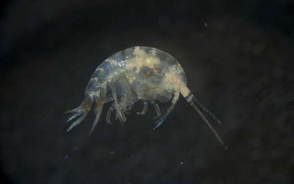 Image of Amphipoda