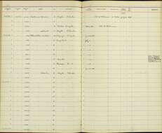 Chlorostilbon mellisugus caribaeus Lawrence 1871 resmi