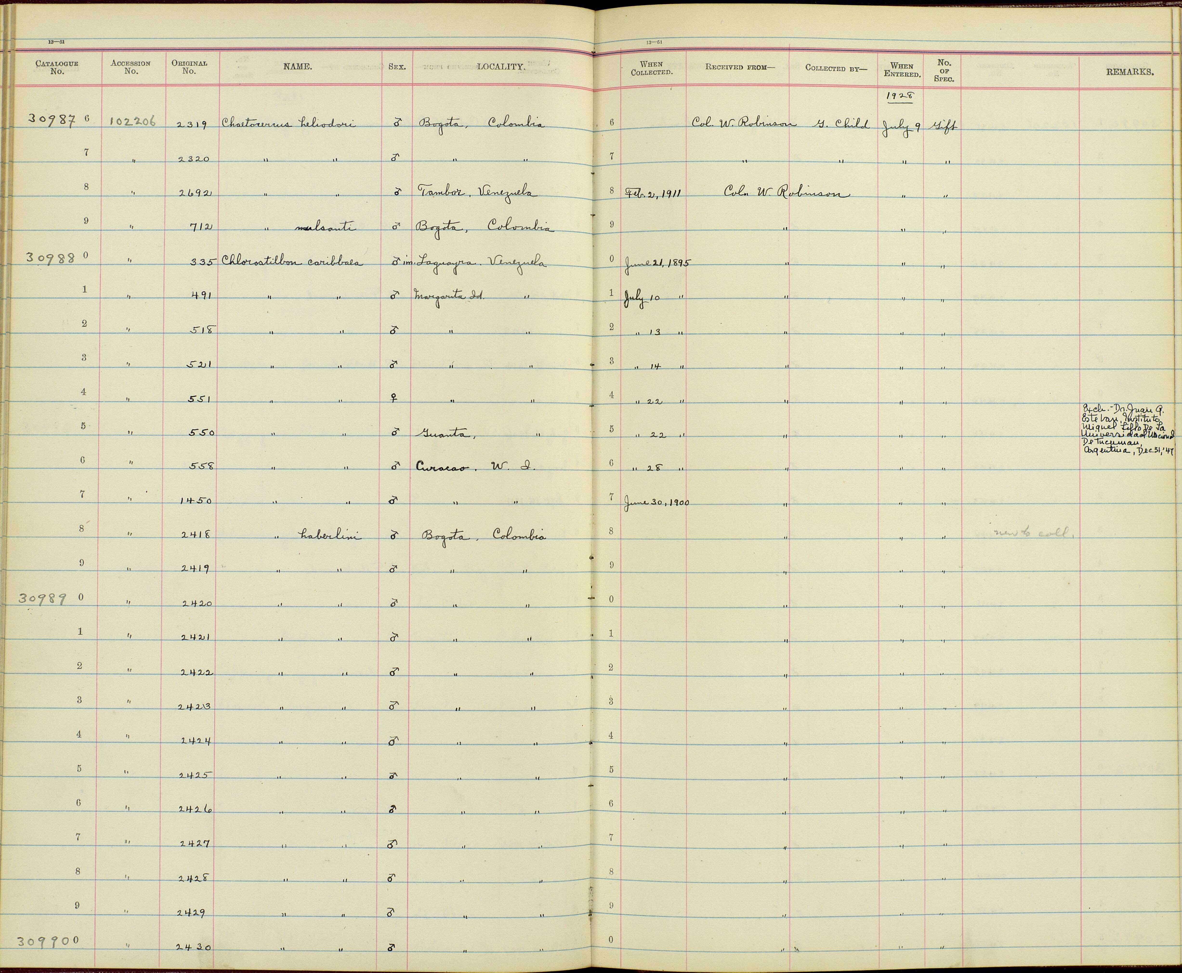 Chlorostilbon mellisugus caribaeus Lawrence 1871 resmi