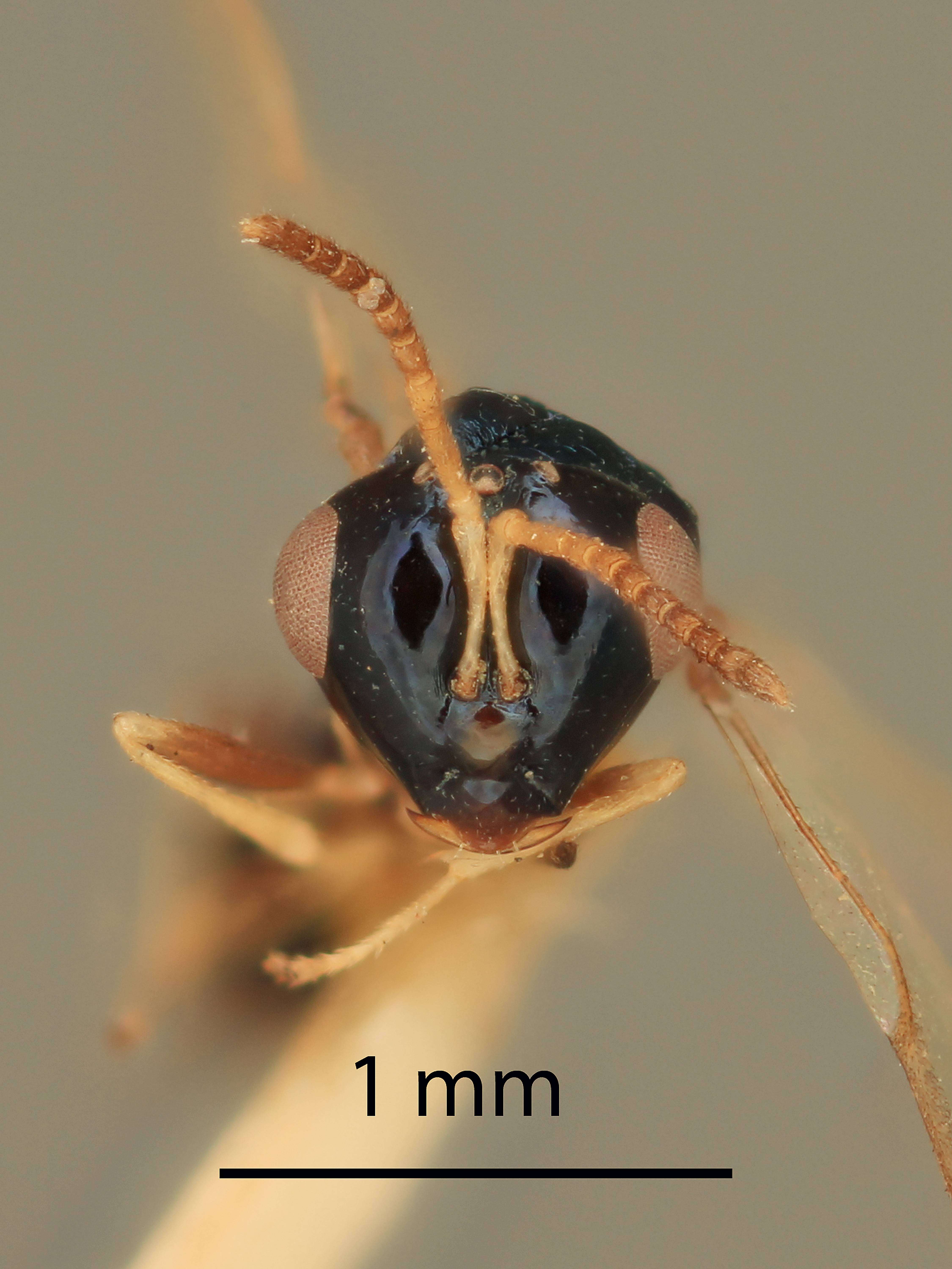 Image of Neolosbanus laeviceps (Gahan 1940)