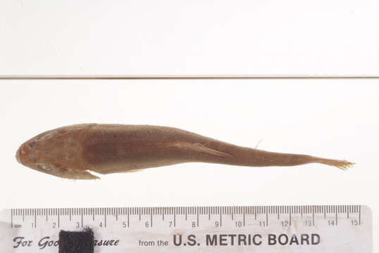 Image of Utah Chub