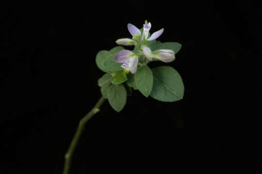 Image of Hebecarpa velutina (C. Presl) J. R. Abbott & J. F. B. Pastore