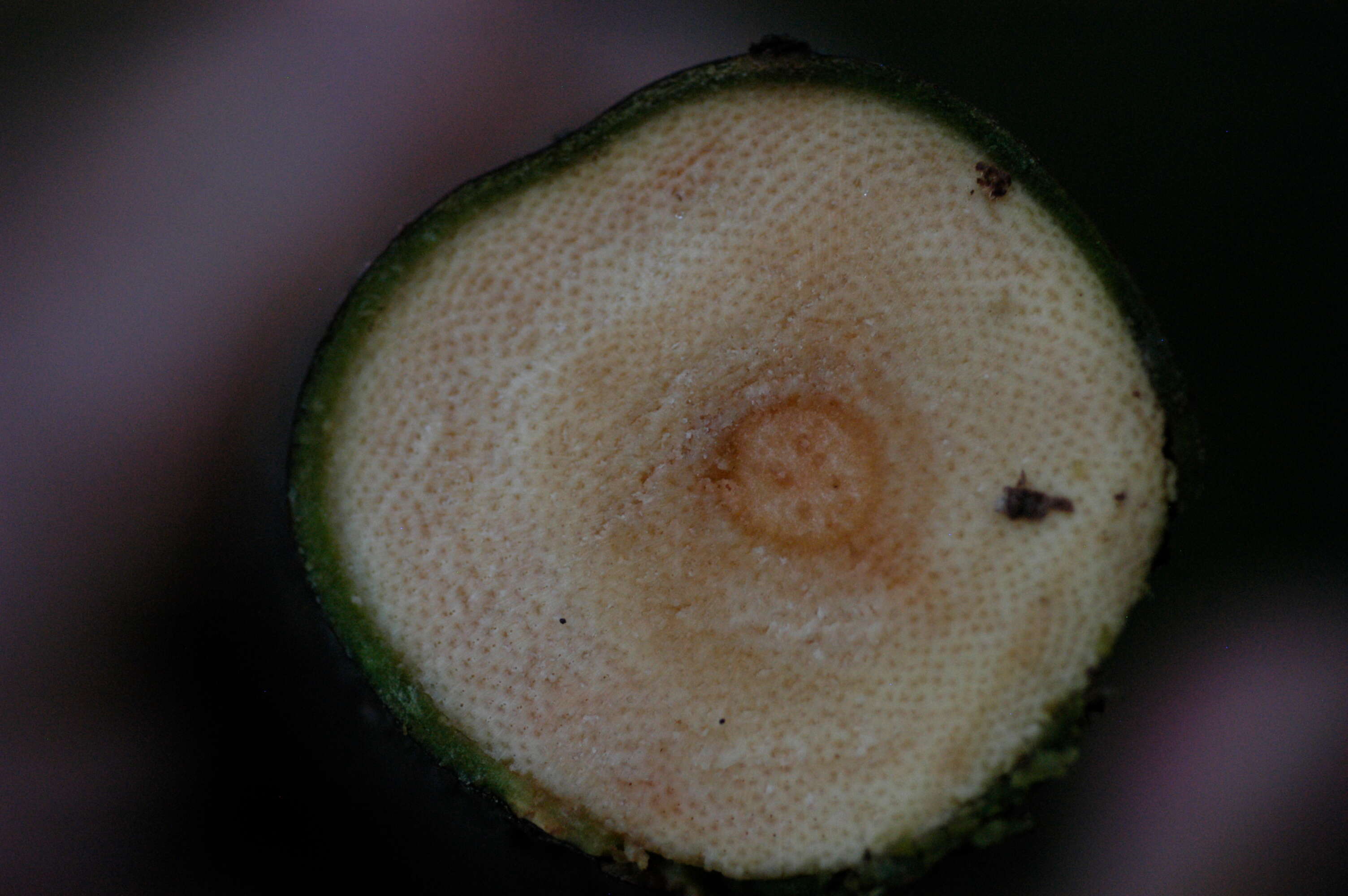 Image of Pisonia L.