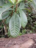 Image of loquat