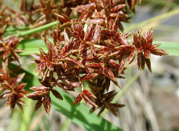 Image of Sticky Flatsedge