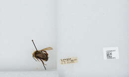 Image de Bombus insularis (Smith 1861)