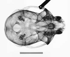 صورة Cercopithecus nictitans nictitans (Linnaeus 1766)