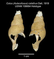 Image of Aulacofusus calathus (Dall 1919)