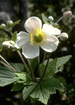 Image of Japanese thimbleweed