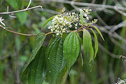 Слика од Miconia laevigata (L.) DC.